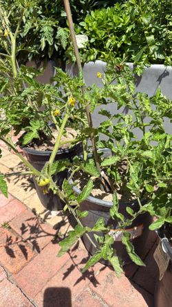 Plantas de jitomate