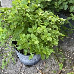 Hierba buena, orégano, ruda, romero, salvia, Epazote. In 3 gls pot. SPECIAL PRICE 🤩