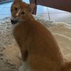 Apolo