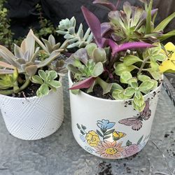 Succulent Planters