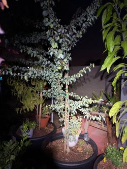 Guamichil tree
