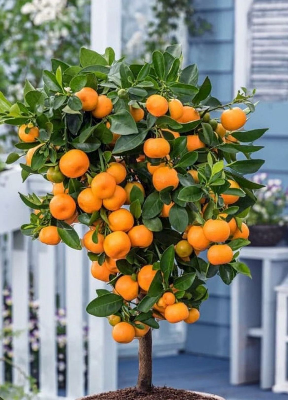 Calamondin Orange Tree 7 Gl