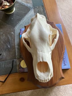Kodiak brown bear skull