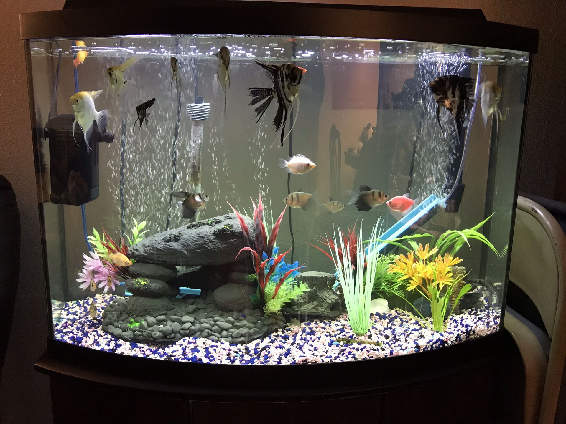 36 Gallon Bowfront Aquarium