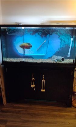 75 gallon with stand