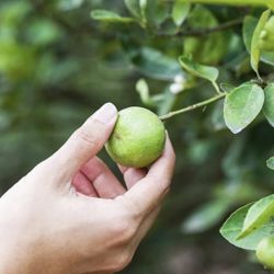 Key Lime Tree 
