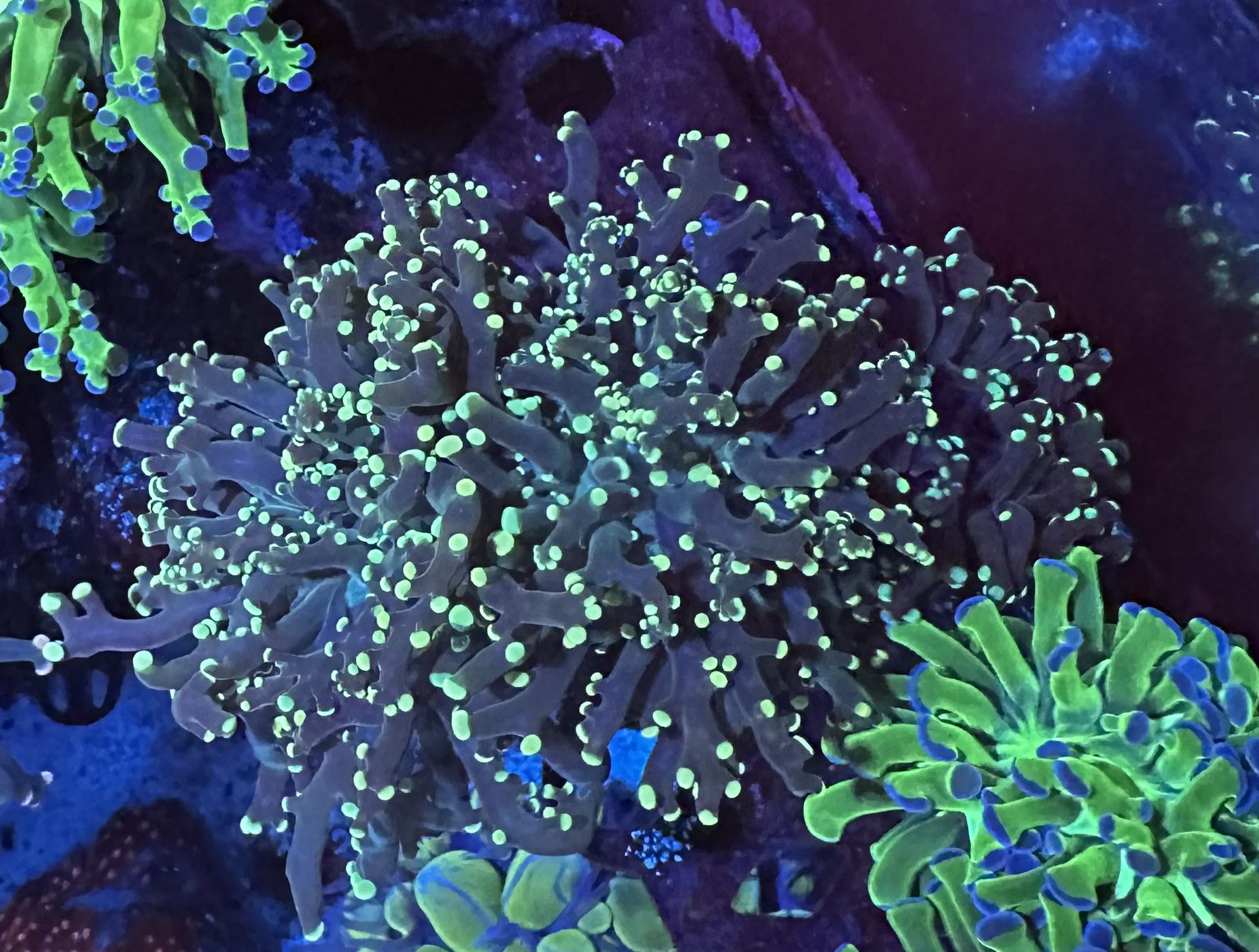 Plastic Fake Double Head Green Frogspawn Coral