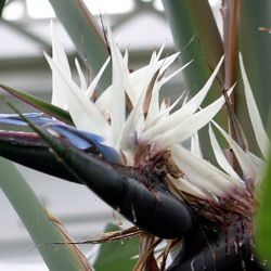 Huge White Bird Of Paradise Seeds