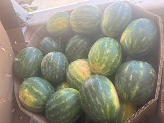Watermelon for sale