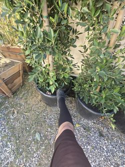 Trees For Privacy 50$