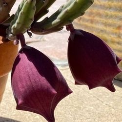 Black Bell Stapilia Teendertziae Succulent live plant