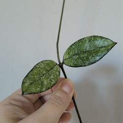 Hoya Crasdiopetiolata Splash 