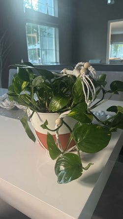Brandnew real hanging plant 🌱