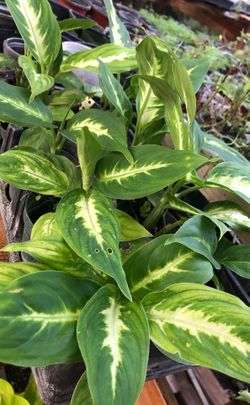 Dif camellia plant in 3 in pot