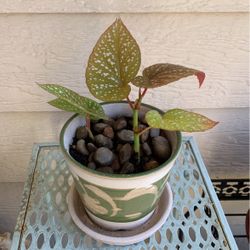 Spotted Begonia Plant In Ceramic Pot With Tray