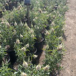 White Butterfly Bush
