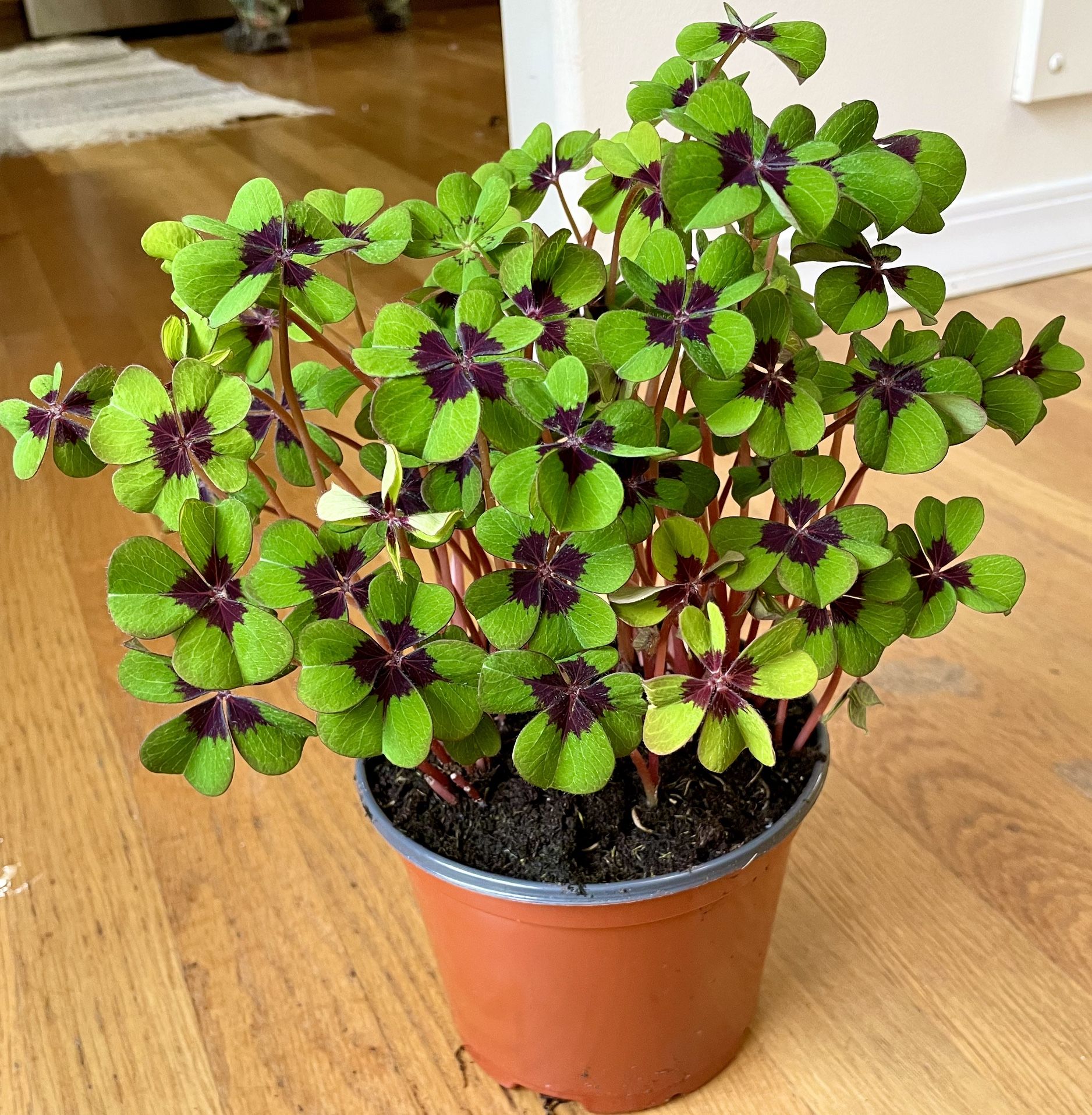 Oxalis Iron Cross / Good Luck 🍀 Plant in 6in. Pot / Free Delivery Available