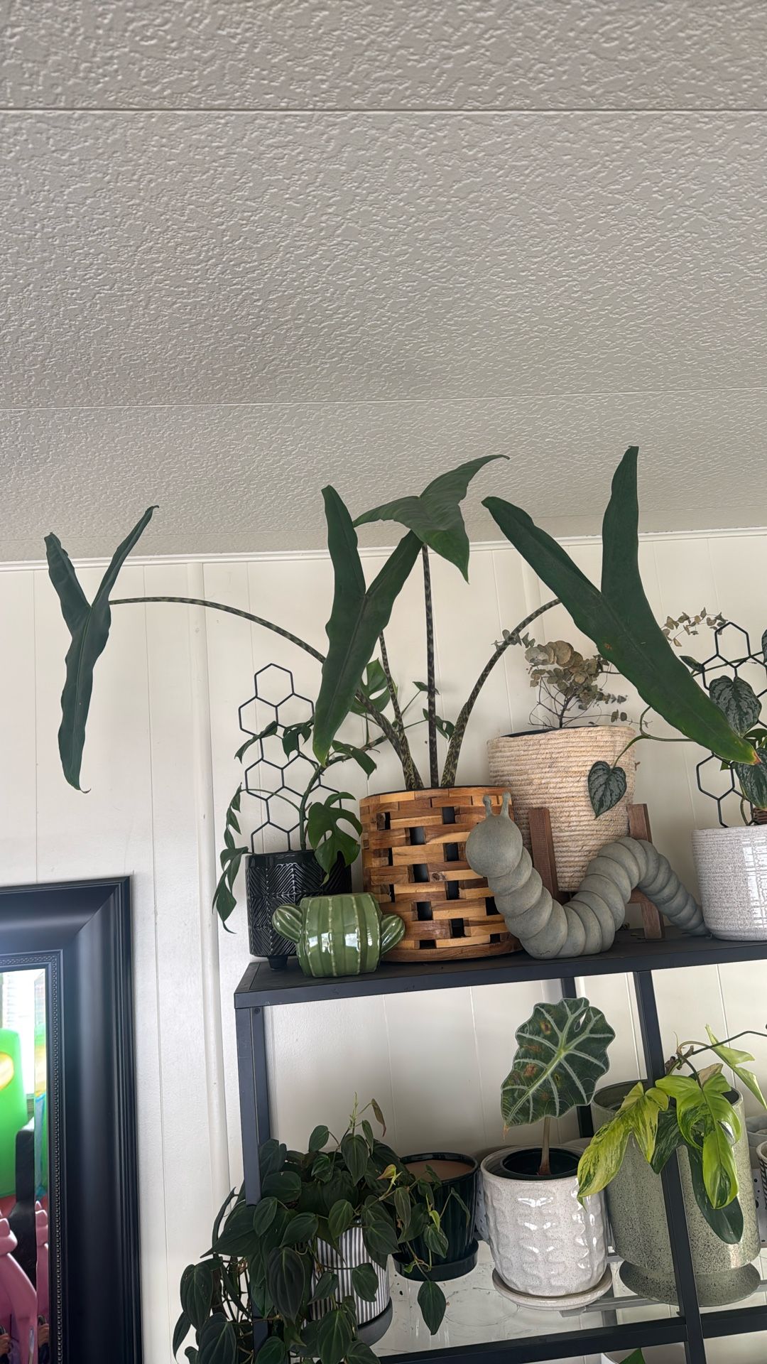 Alocasia Zebrina W Pot