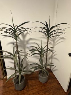 Pair of Artificial Yucca Trees in Pots