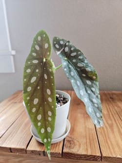 Begonia Maculata (Cream pot-C)
