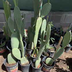 Cactus Plans $15 Each Price Firm 