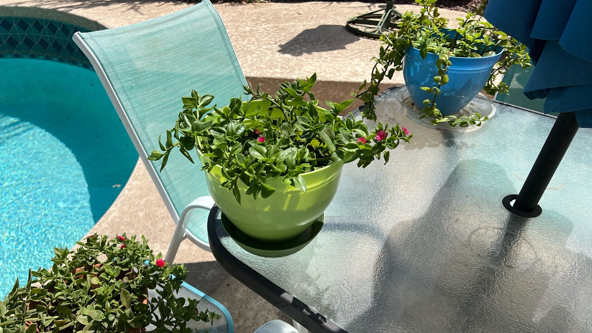 SUNNY. ROSE. FLOWERING. PLANT