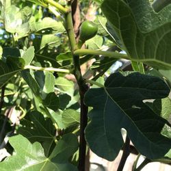 Fig Tree with Fruit, 5 Ft Tall