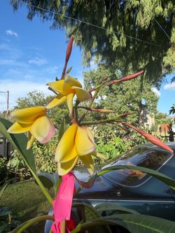 Plumeria