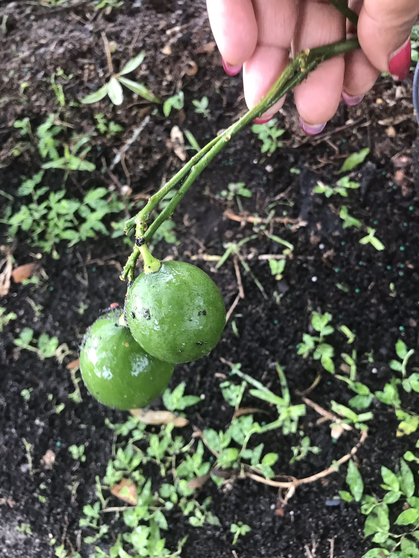 Lemon tree with lemon.