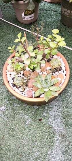 Succulents arregment