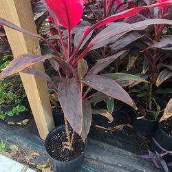 Red Sister 3gallon 3ft Tall 