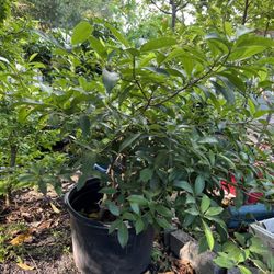 Tropical  Fruits Trees 