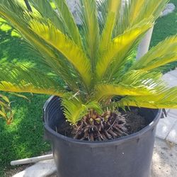 Sago Palm