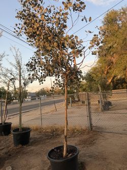 Silver dollar eucalyptus