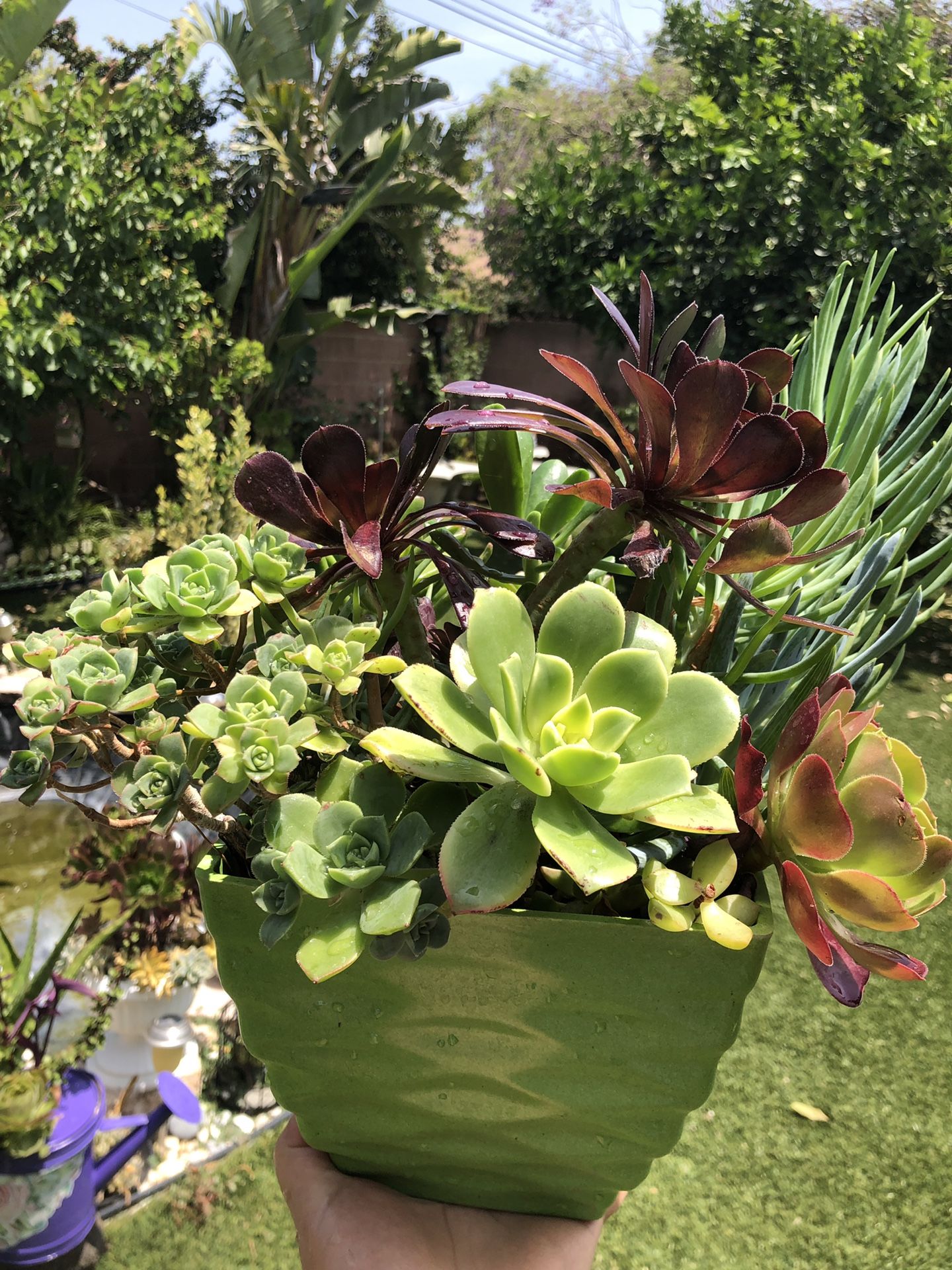 Variety of succulent plants in a beautiful pot