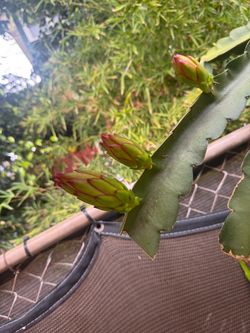Red dragon fruit plant