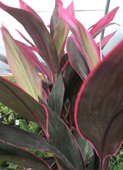 Huge CORDYLINE plants