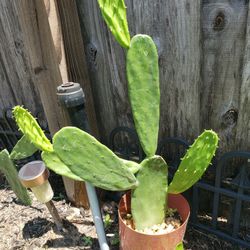 PRICKLY PEAR CACTUS 🌵