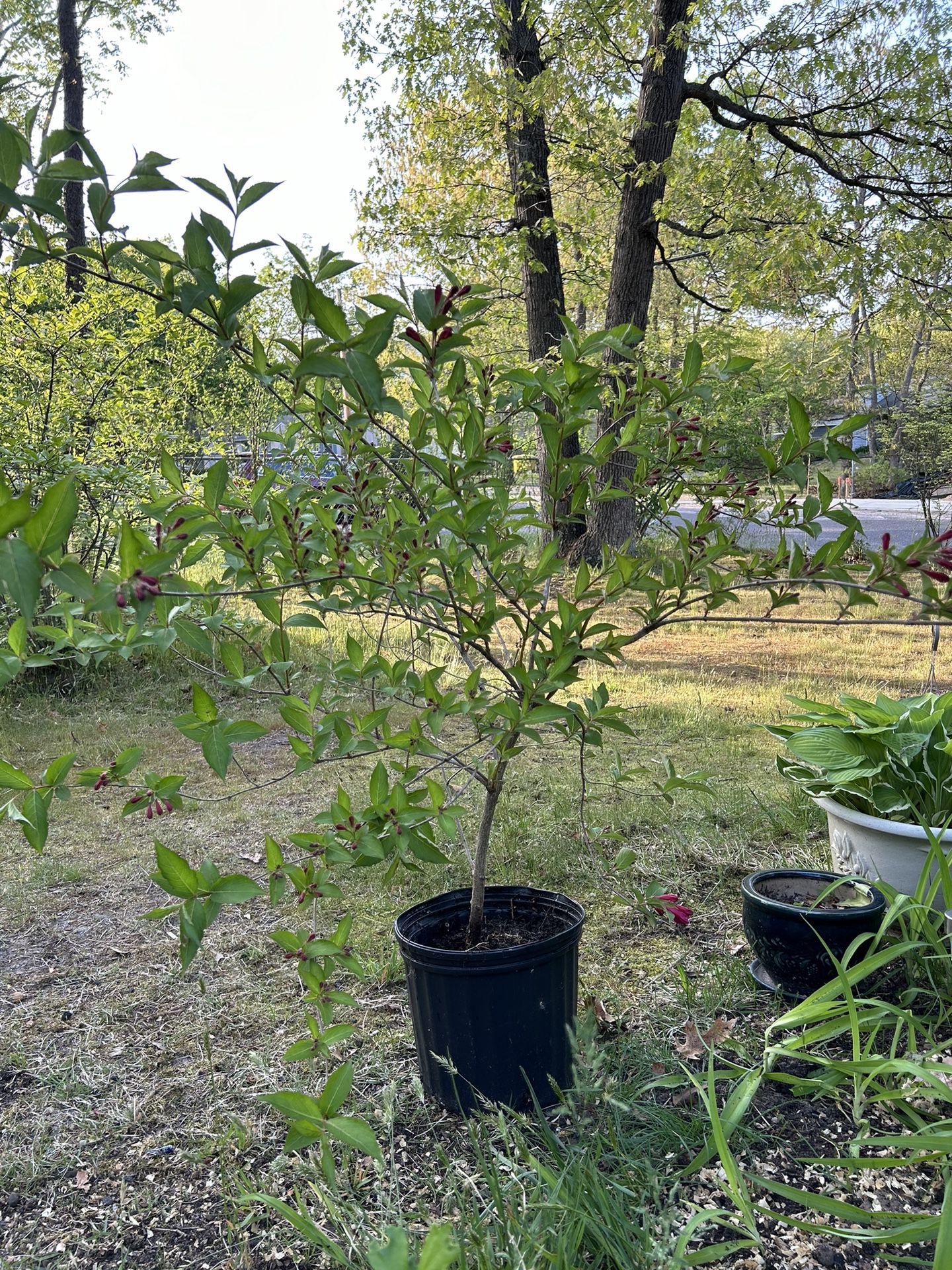 Weigela Plant / Tree 