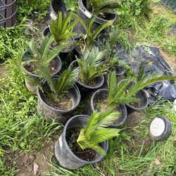 sago palms $100 for all 11 plants 