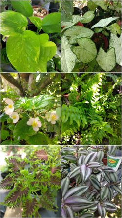 Plantas a la venta