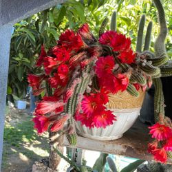 Está llena de Flor, por eso no se le miran los brazos de la planta