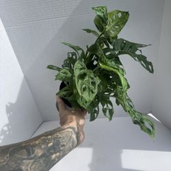 Monstera Adansonii 