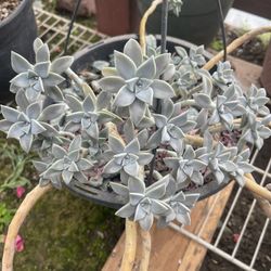 Succulents 