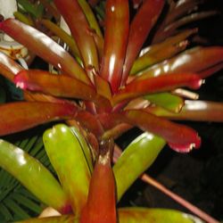 Red Bromeliads Landscale Plant Potted Plant