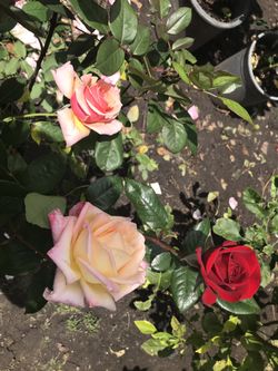 Esta maceta de rosas con varios colores $20