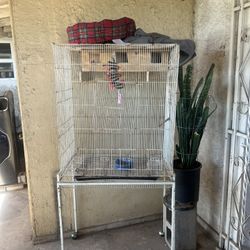Bird Cage 