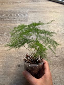 Asparagus/Plumosa Fern