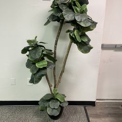 Office Plant