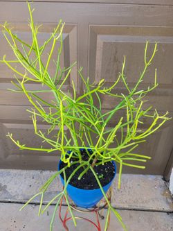 Pencilstick Plant In Blue, Big Pot
